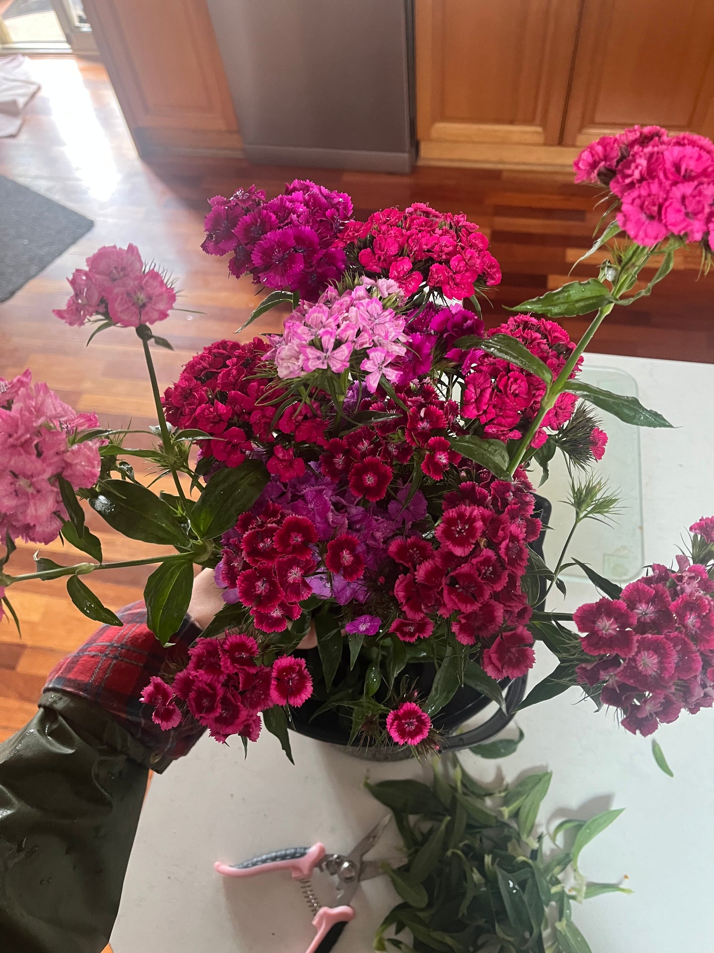 Mixed Sweet William Seeds ( Fragrant)