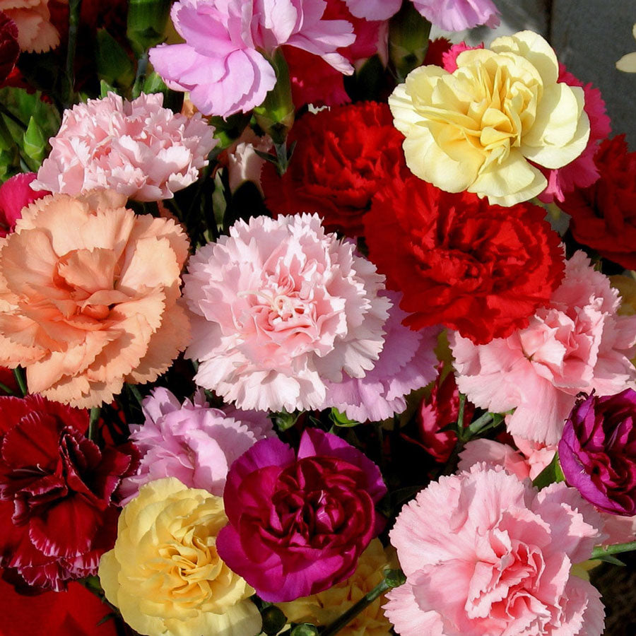 Mixed Tall Carnation Seeds