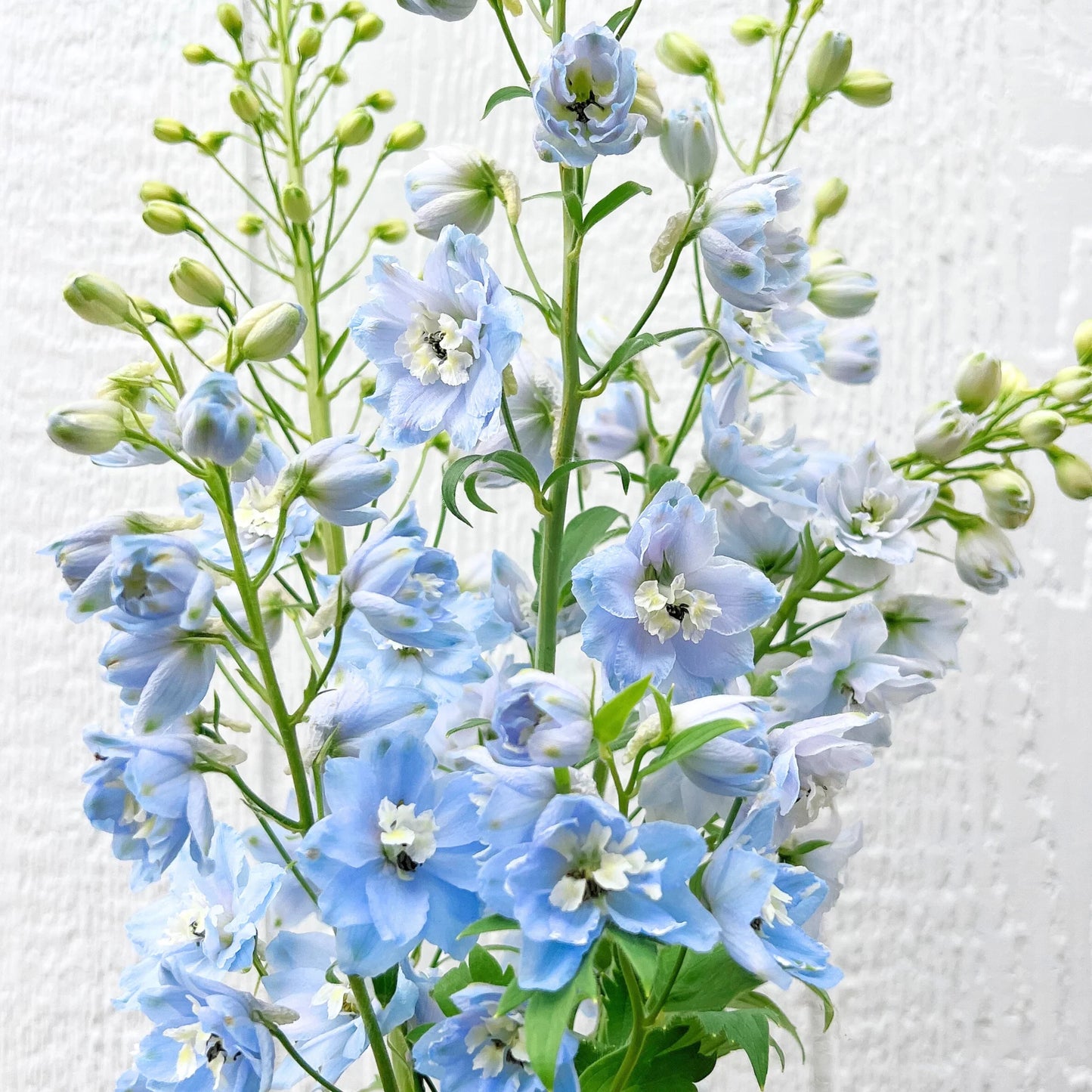 Delphinium Sky Blue