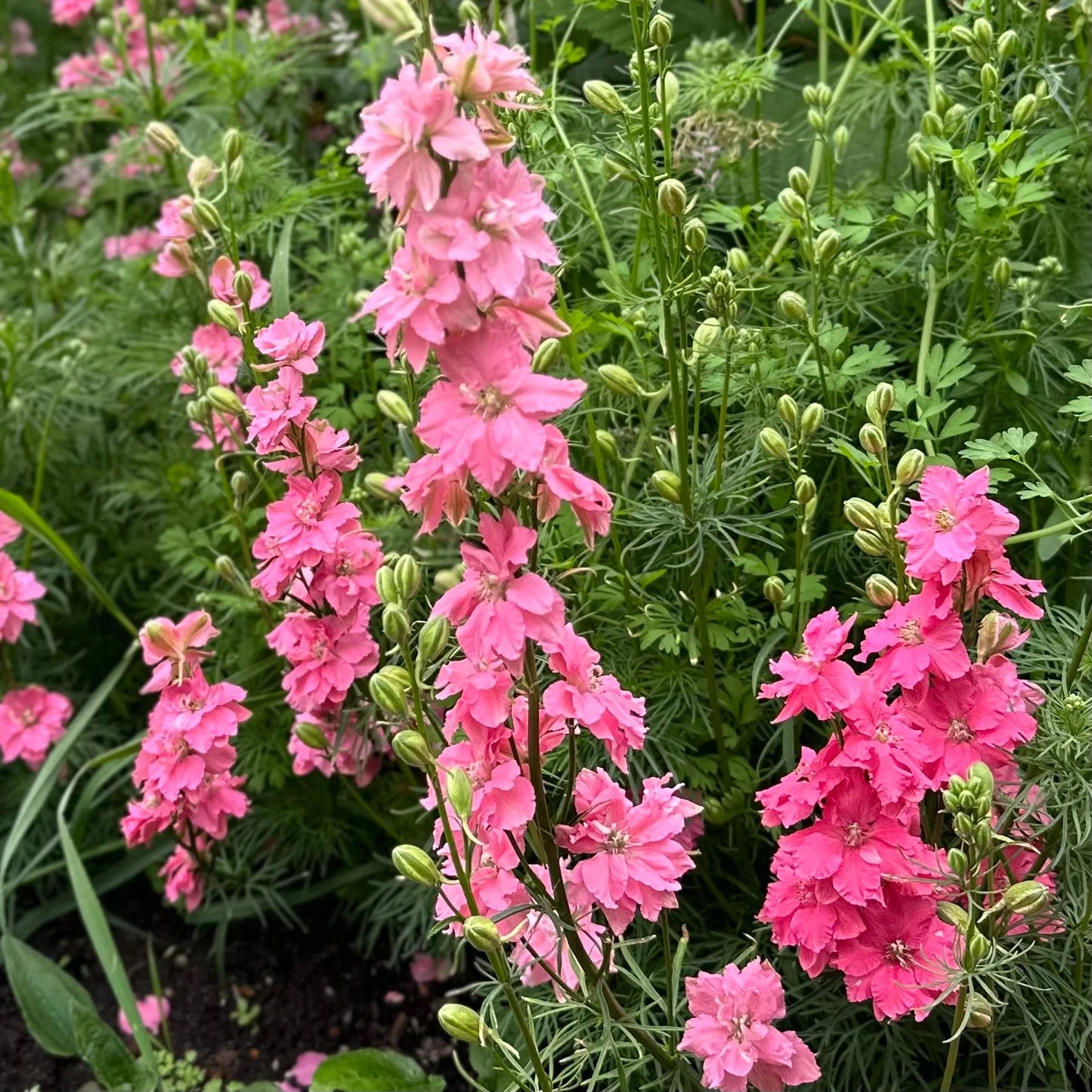 Larkspur Imperial Salmon Spire Seeds