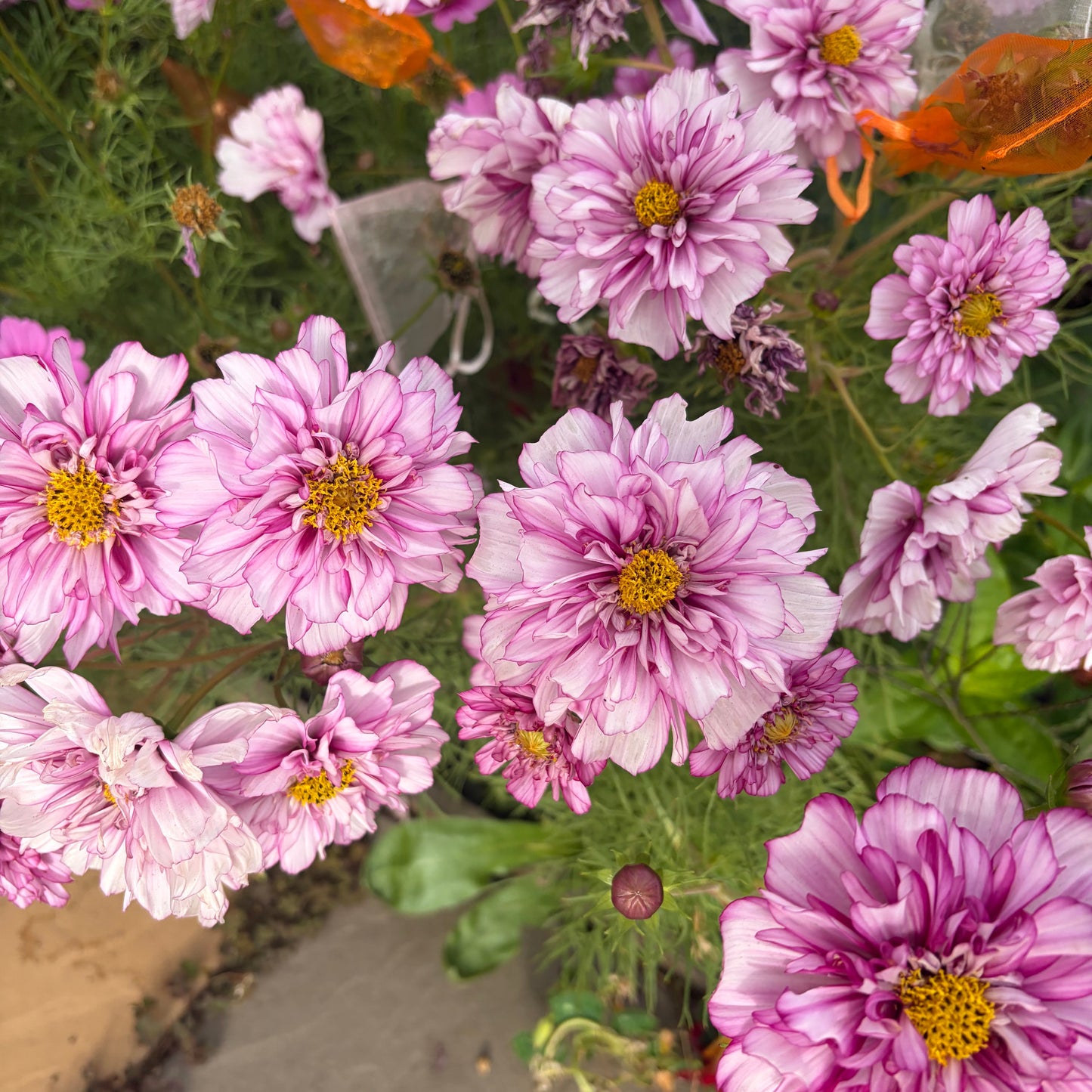 Bi Colour Violet Double Click Cosmos Seeds