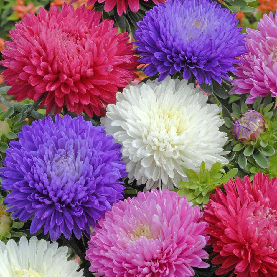 Mixed Aster Seeds