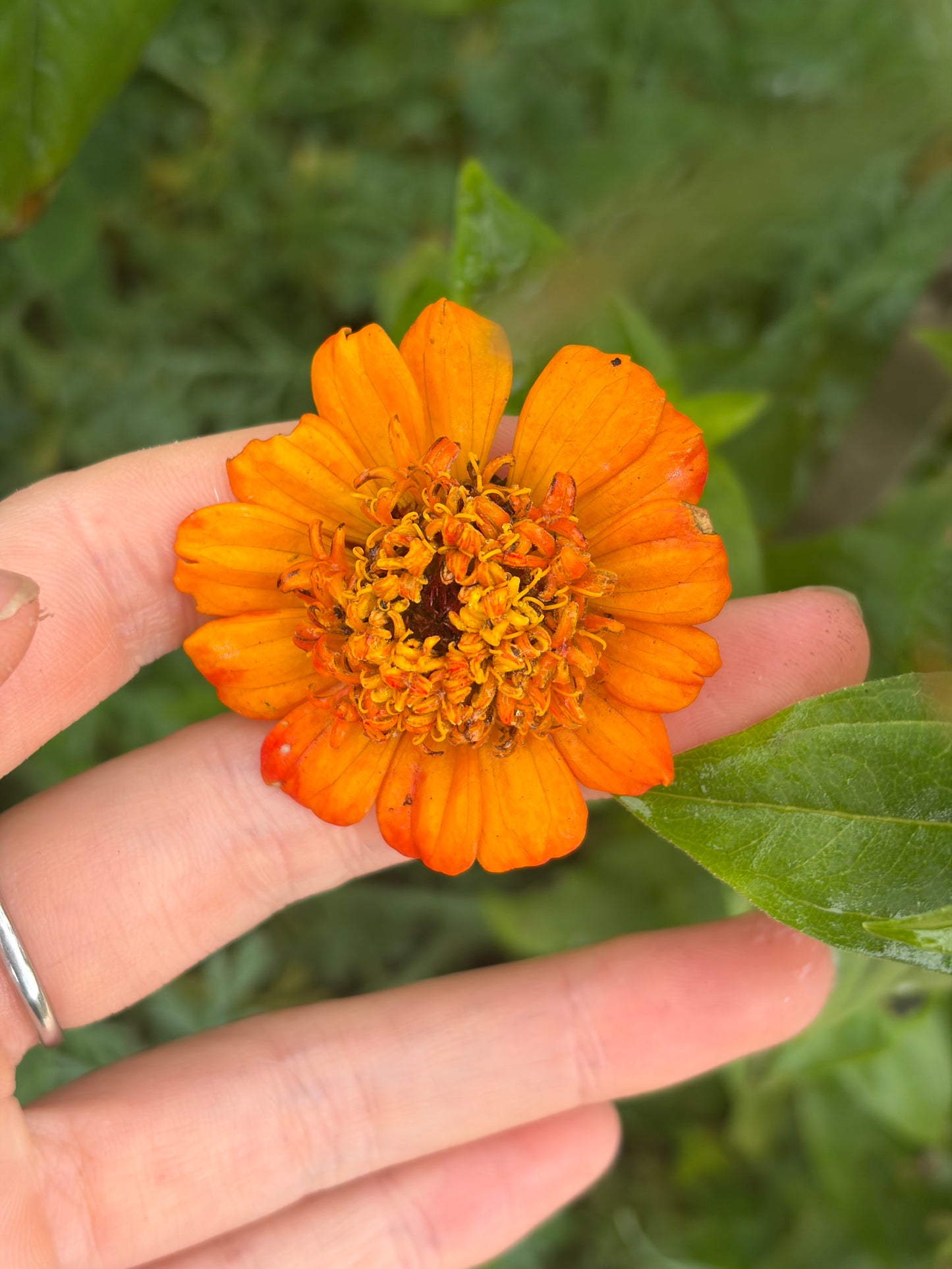 Orange Scabiosa Zinnia
