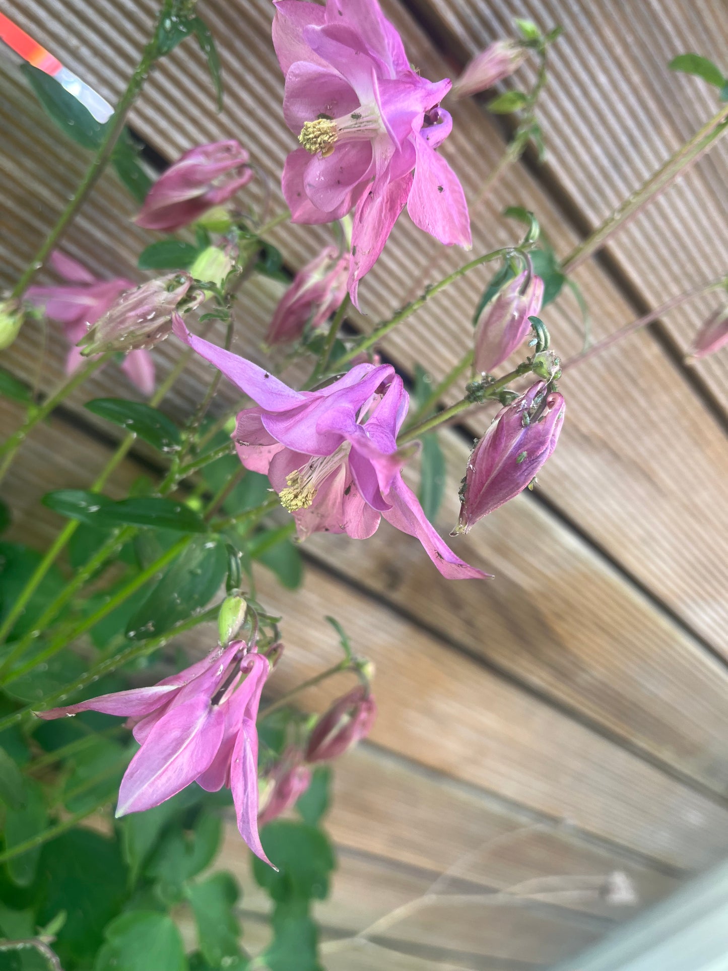 Mauve Aquilegia “Granny Bonnet” Seeds