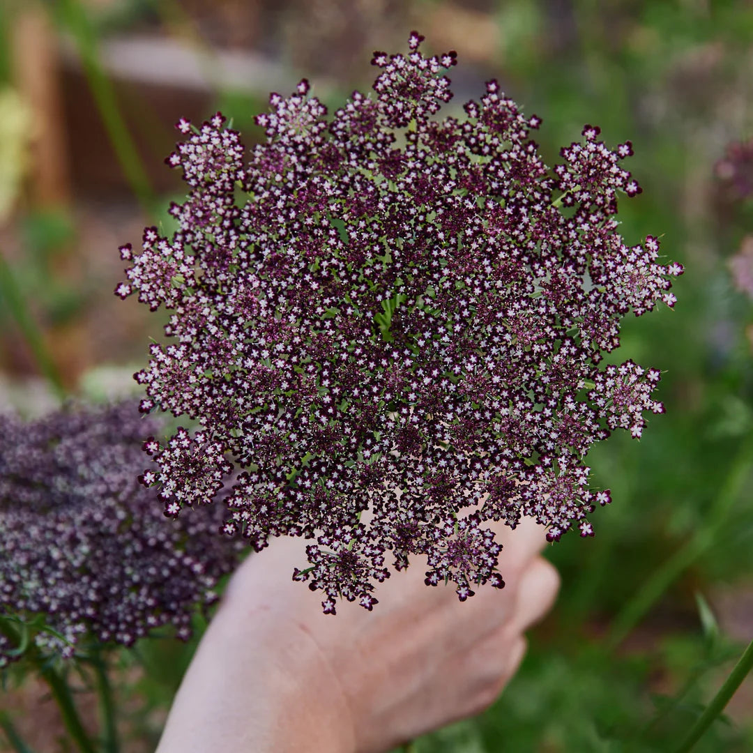 Chocolate Queen Anne’s Lace