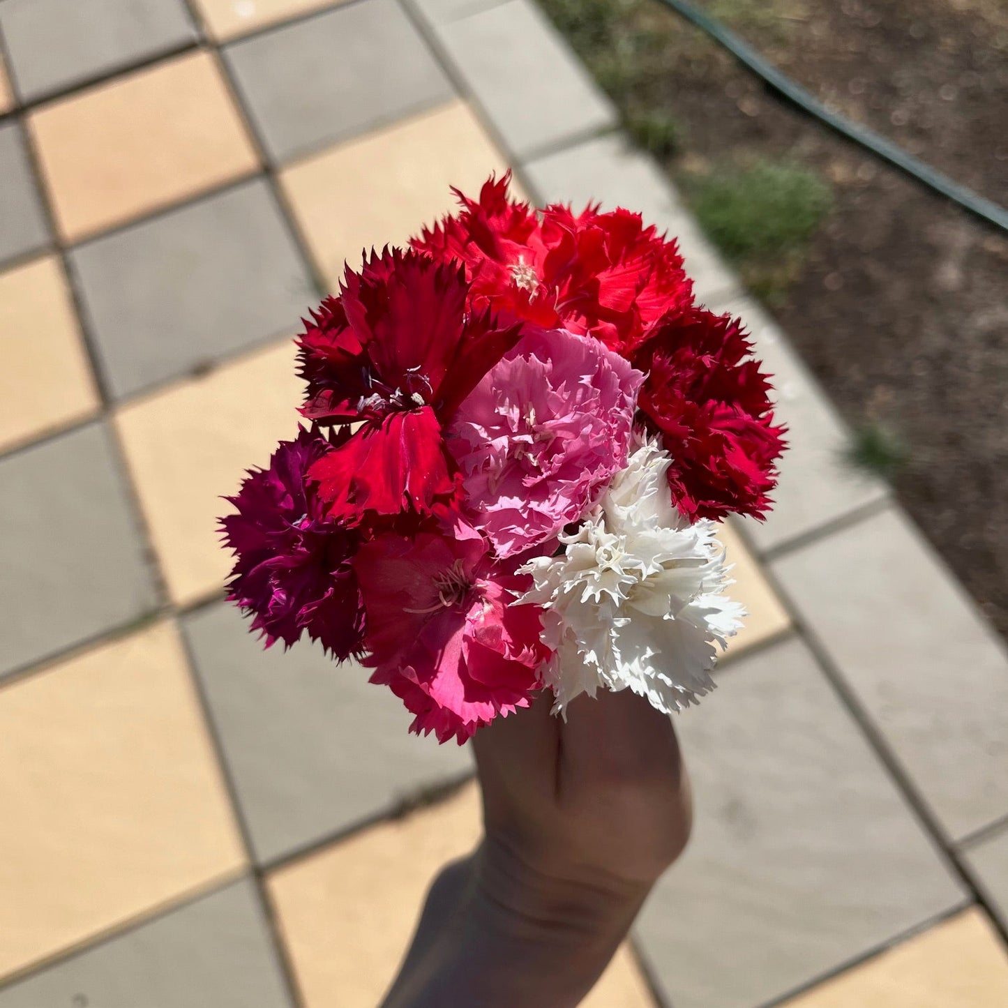 Mixed Fragrant Carnation Seeds