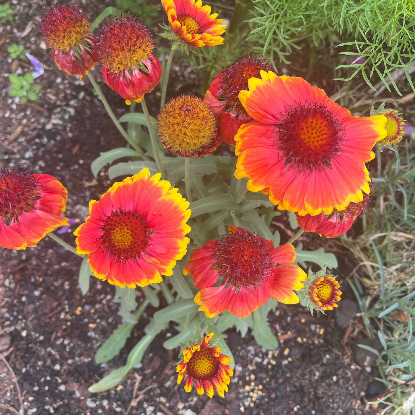 Arizona Sun "Blanket Flower" Seeds