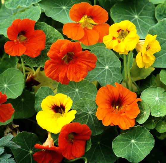 Mixed Nasturtium Seeds