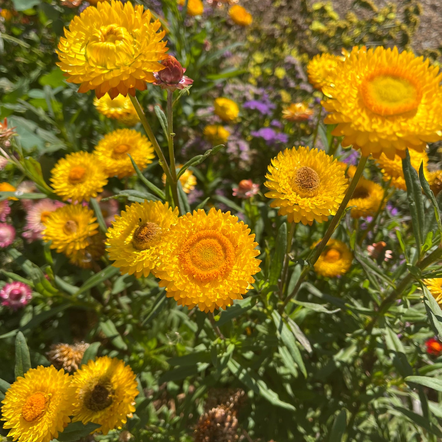 Gold Everlasting Daisy Seeds