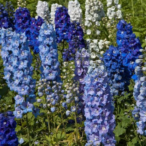 Pacific Giants Delphinium Mix Seeds
