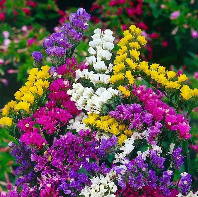 Mixed Statice Seeds