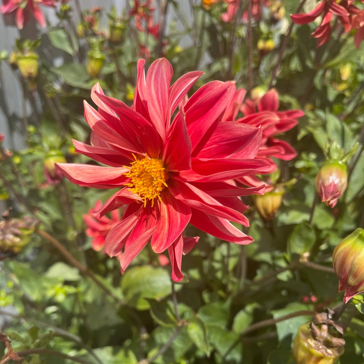 red dahlia seeds Large Red Dahlia Seeds