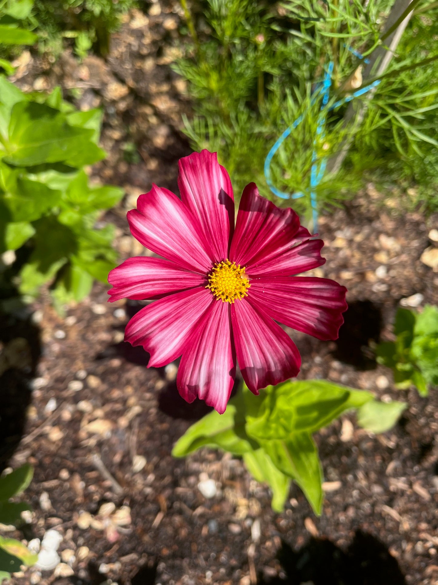 Velouette Cosmos Seeds