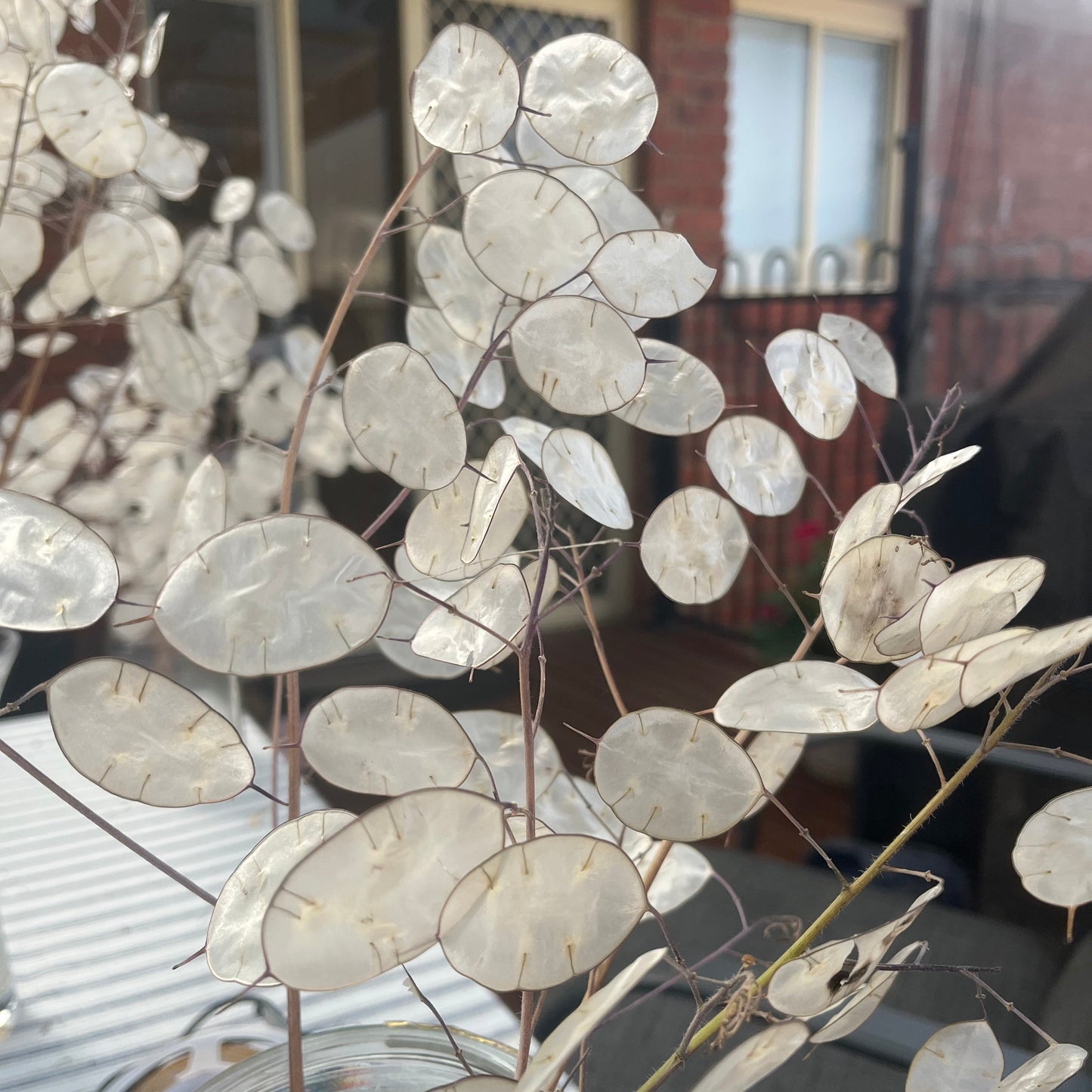 Lunaria Annua "Honesty" Seeds