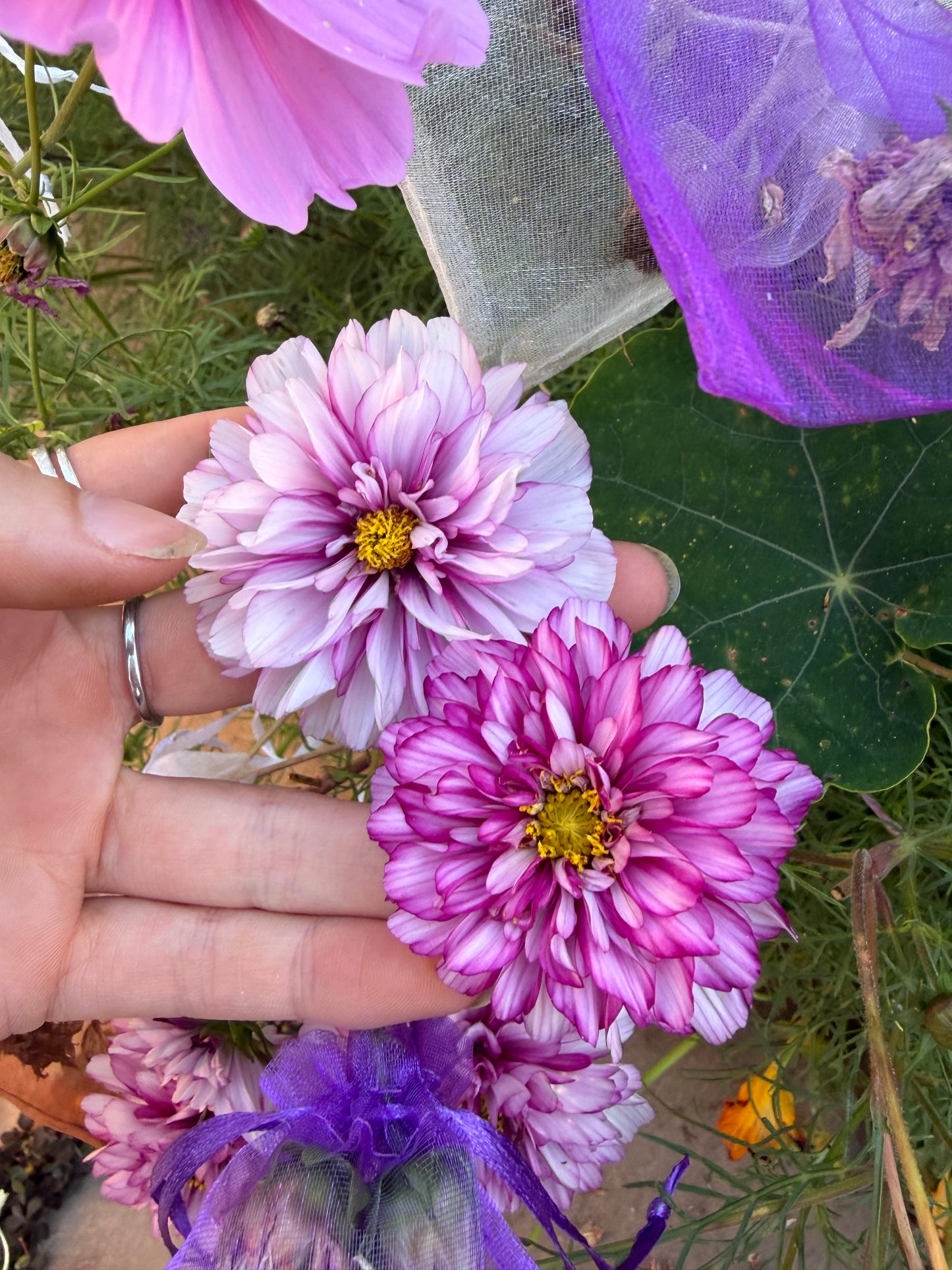 Bi Colour Violet Double Click Cosmos Seeds