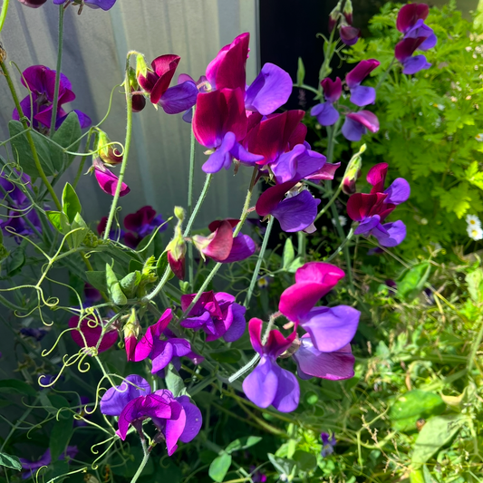 Cupani's Original Sweetpea Seeds