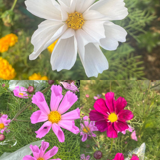 Seashell Cosmos Mix Seeds