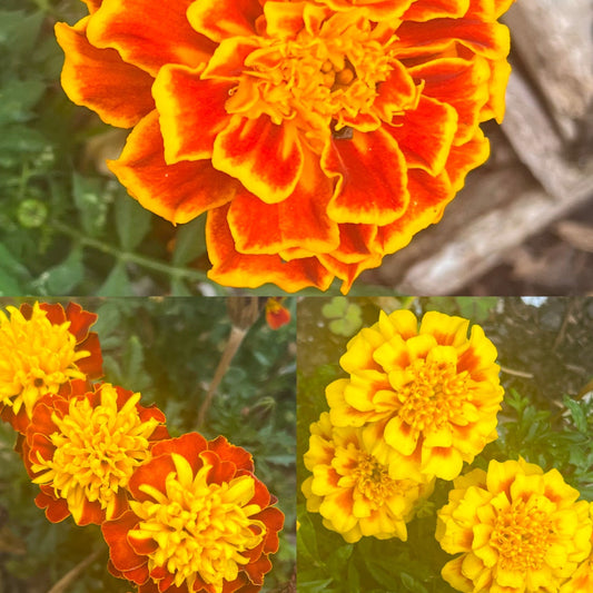 French Marigold Mix Seeds