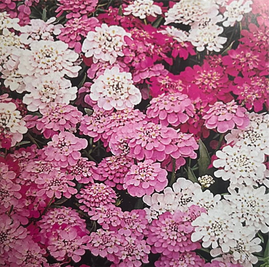 CandyTuft Pink and White Seeds