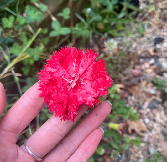 Red Carnation “Spray Variety”