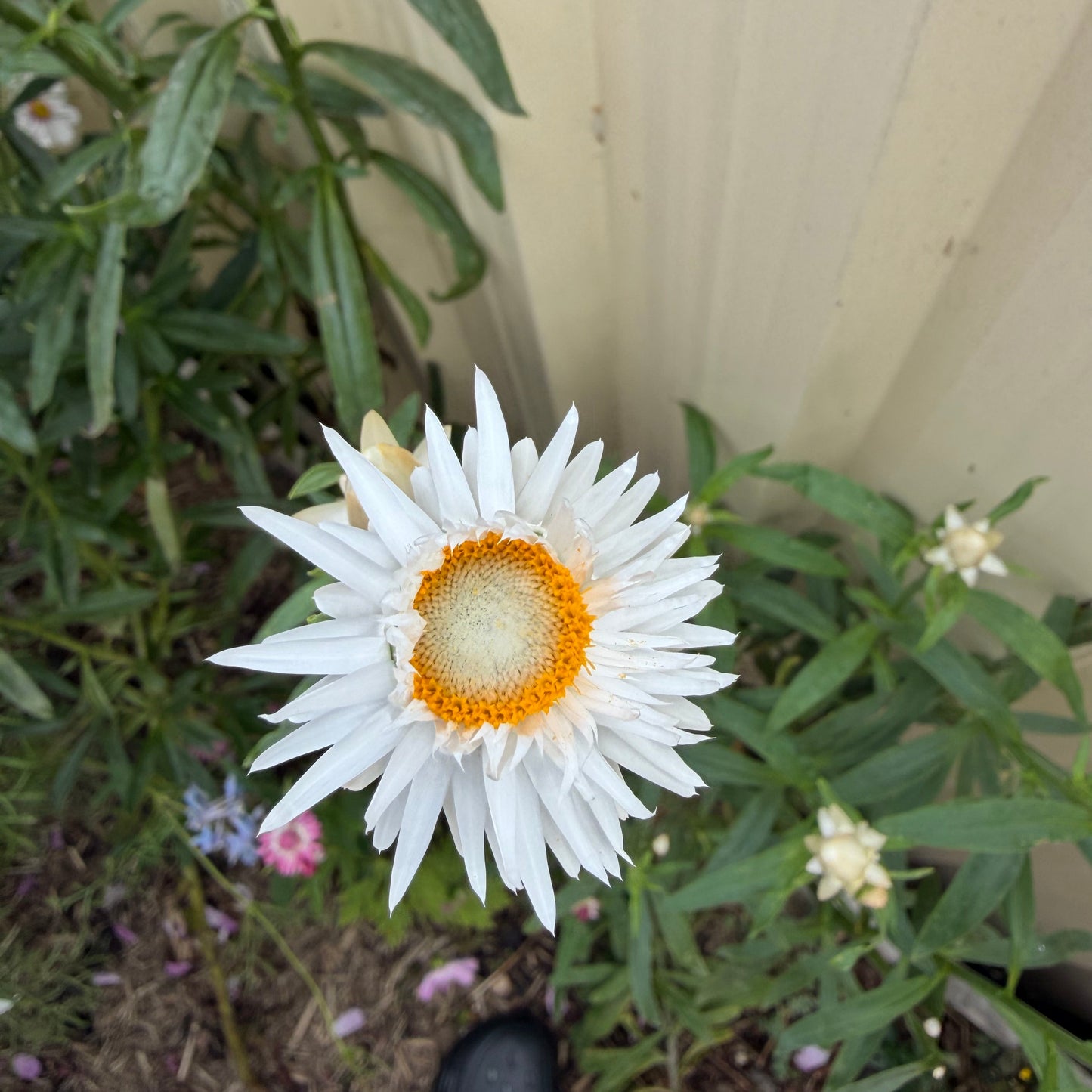 White Everlasting Daisy Seeds