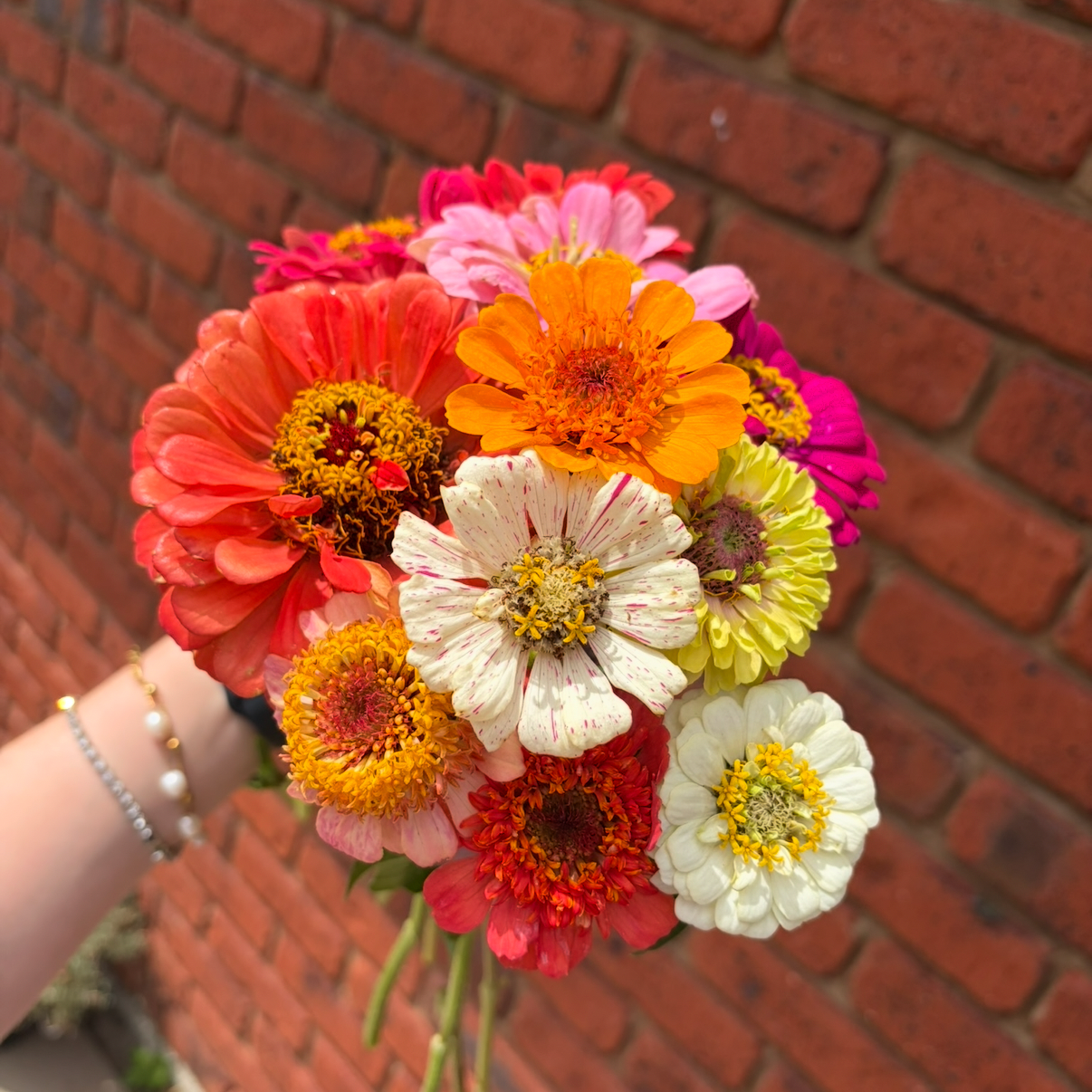 Foxeyblooms Mix Zinnia Seeds