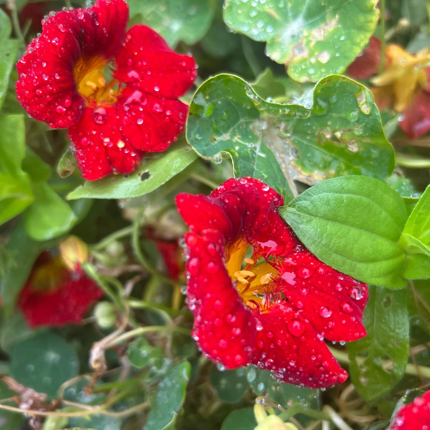 Empress of India Nasturtium Seeds