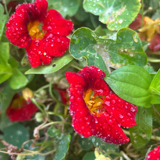 Empress of India Nasturtium Seeds