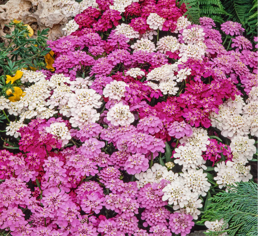 CandyTuft Pink and White Seeds
