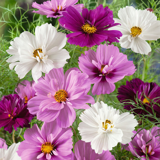 Double Click Cosmos Seeds