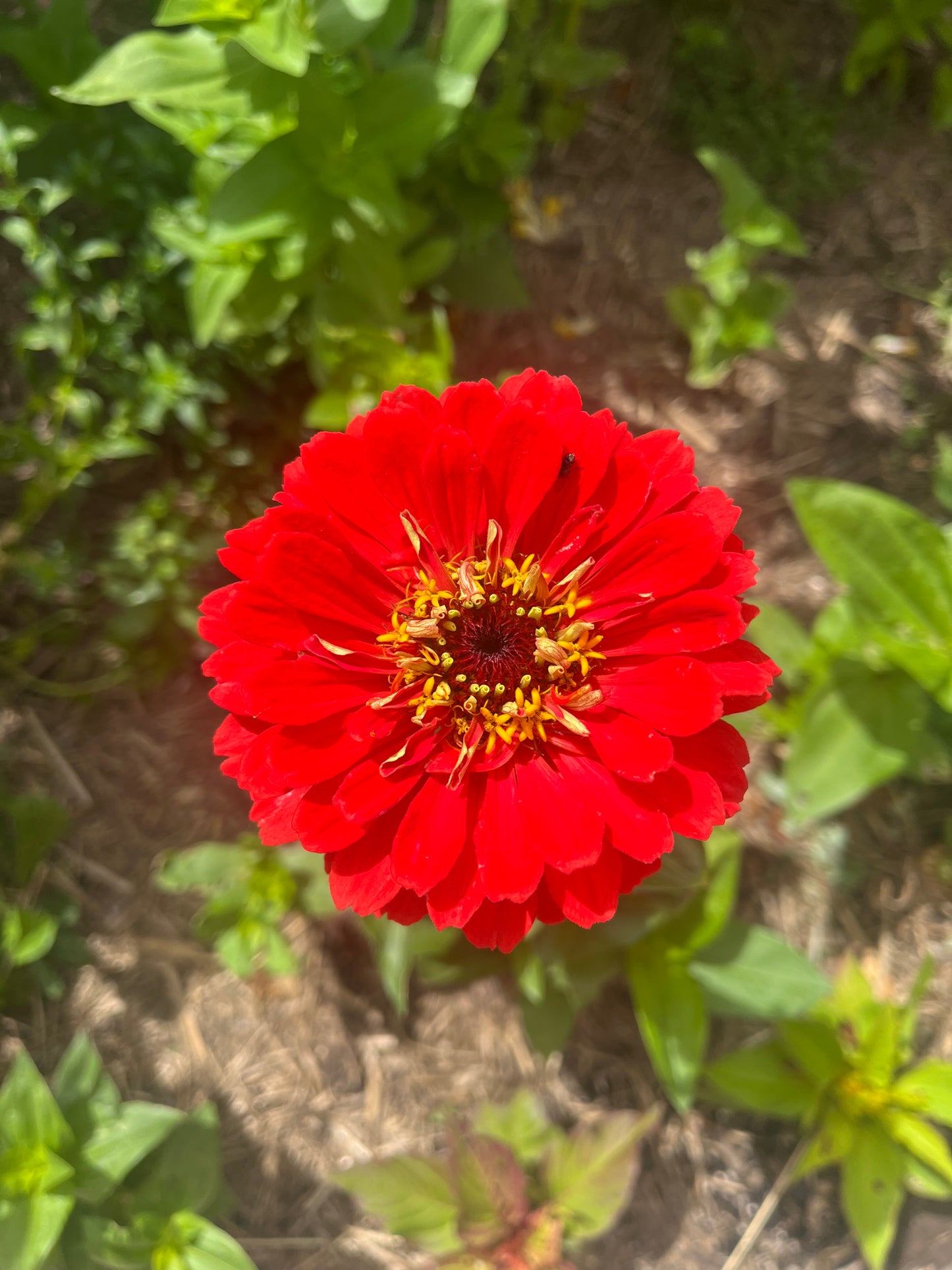 Red Zinnia Mix