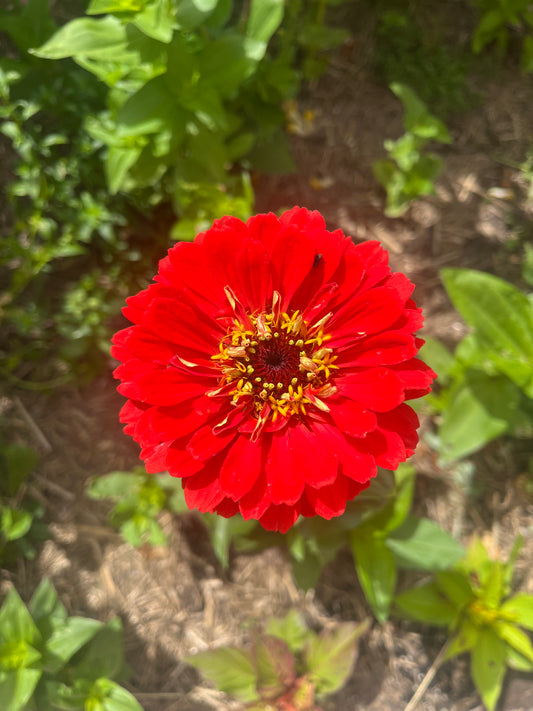 Red Zinnia Mix