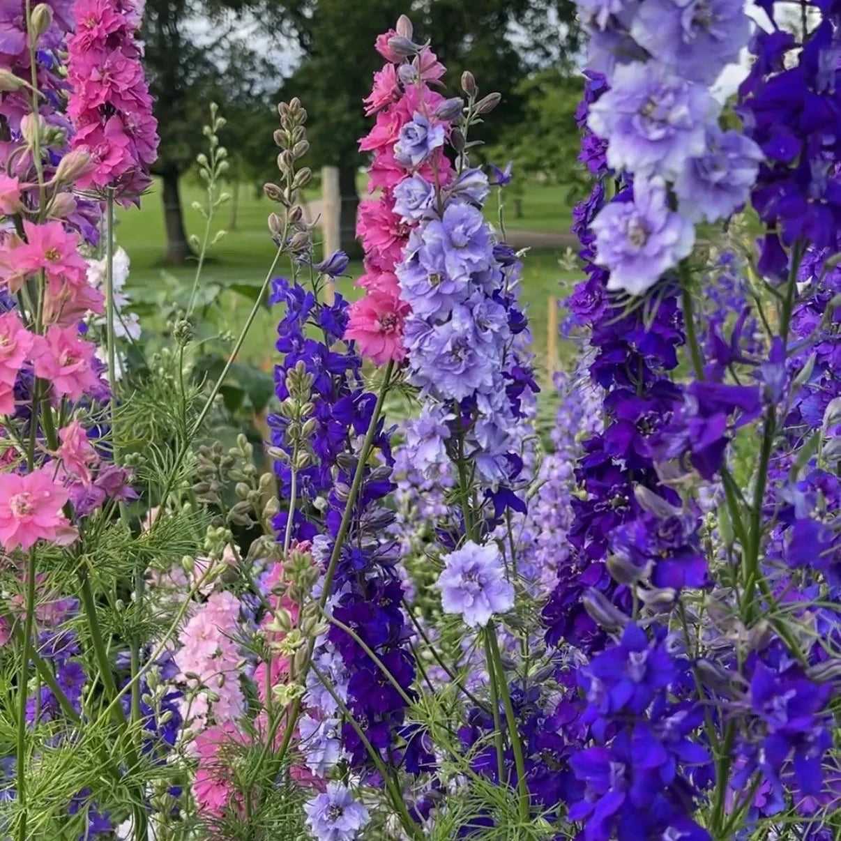 Mixed Larkspur Seeds
