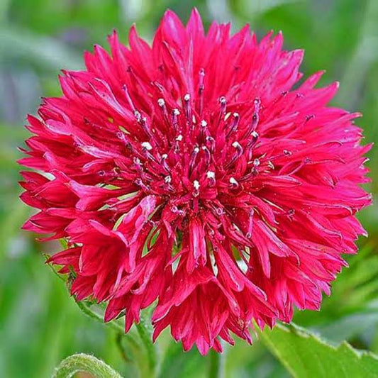 Red Cornflower Seeds