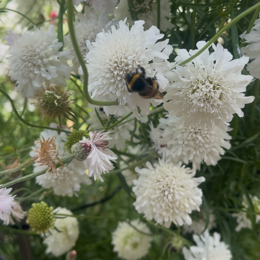 White Scabiosa Seeds