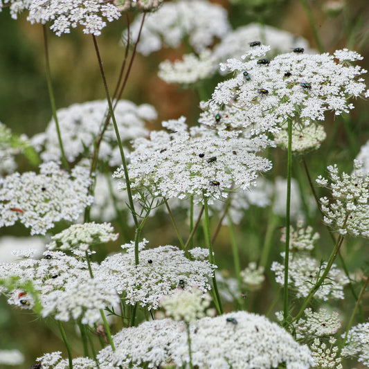 “False” White Queen Anne’s Lace