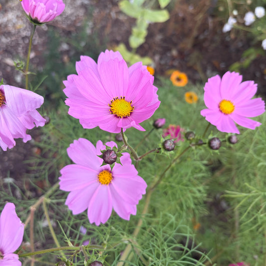 Light Pink Sensation Cosmos Seeds