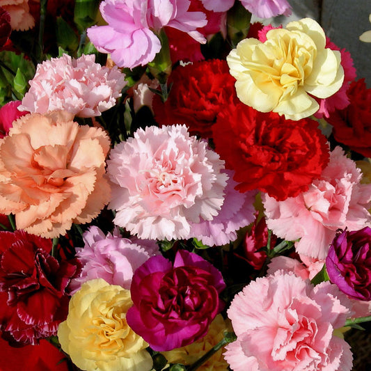 Mixed Tall Carnation Seeds