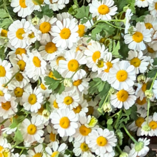 Feverfew Tall Single
