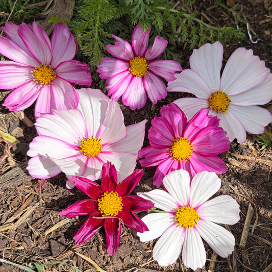 Picotee Cosmos Seeds