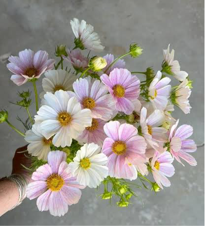 Versailles Flush Cosmos Seeds