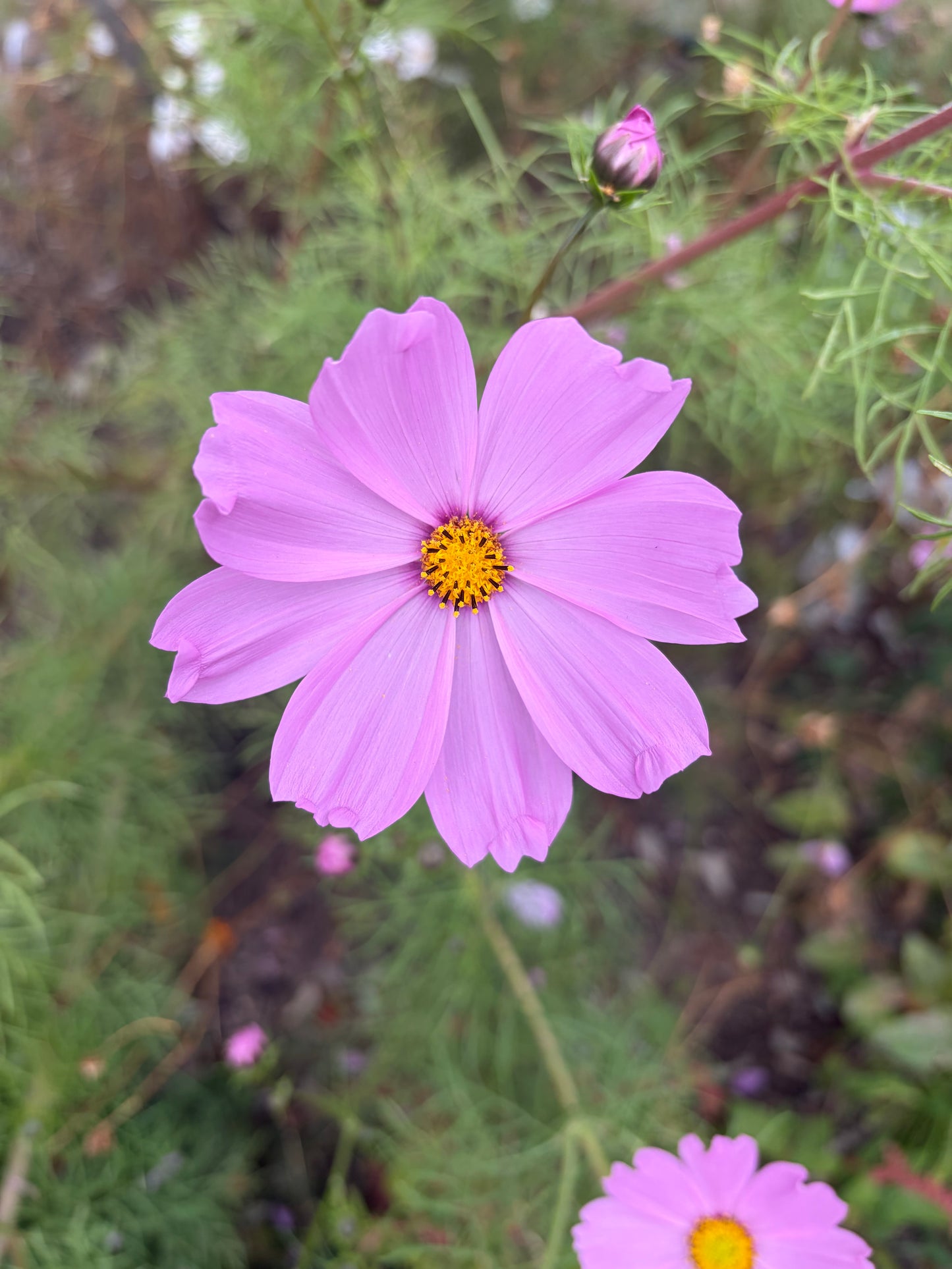 Light Pink Sensation Cosmos Seeds