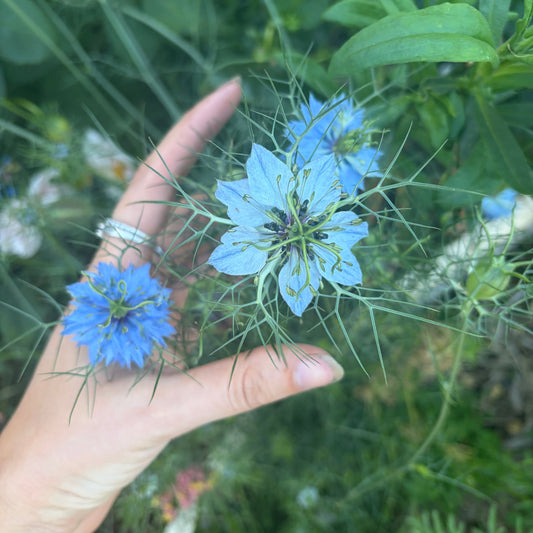 Nigella Love in the Mist Seeds