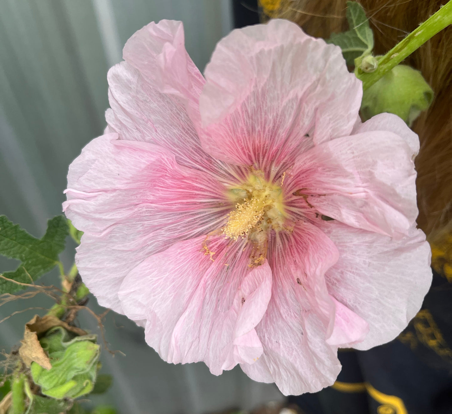 Pale Pink Hollyhock Seeds