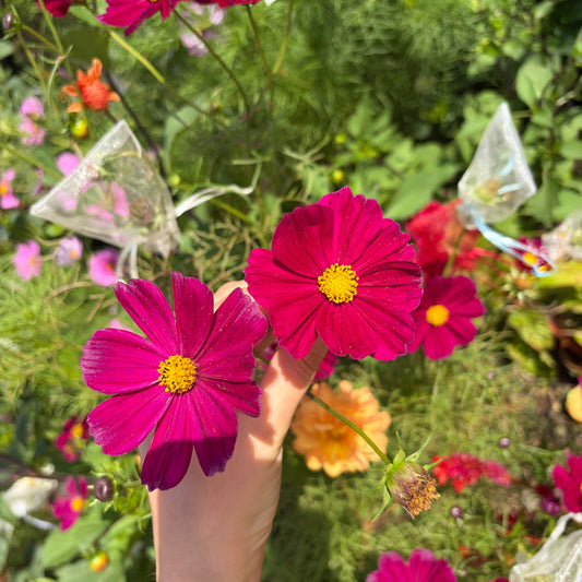 Sensation Dazzler Cosmos Seeds