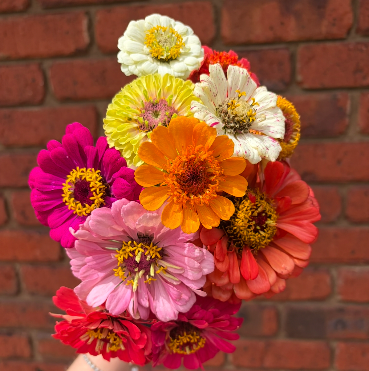 Foxeyblooms Mix Zinnia Seeds