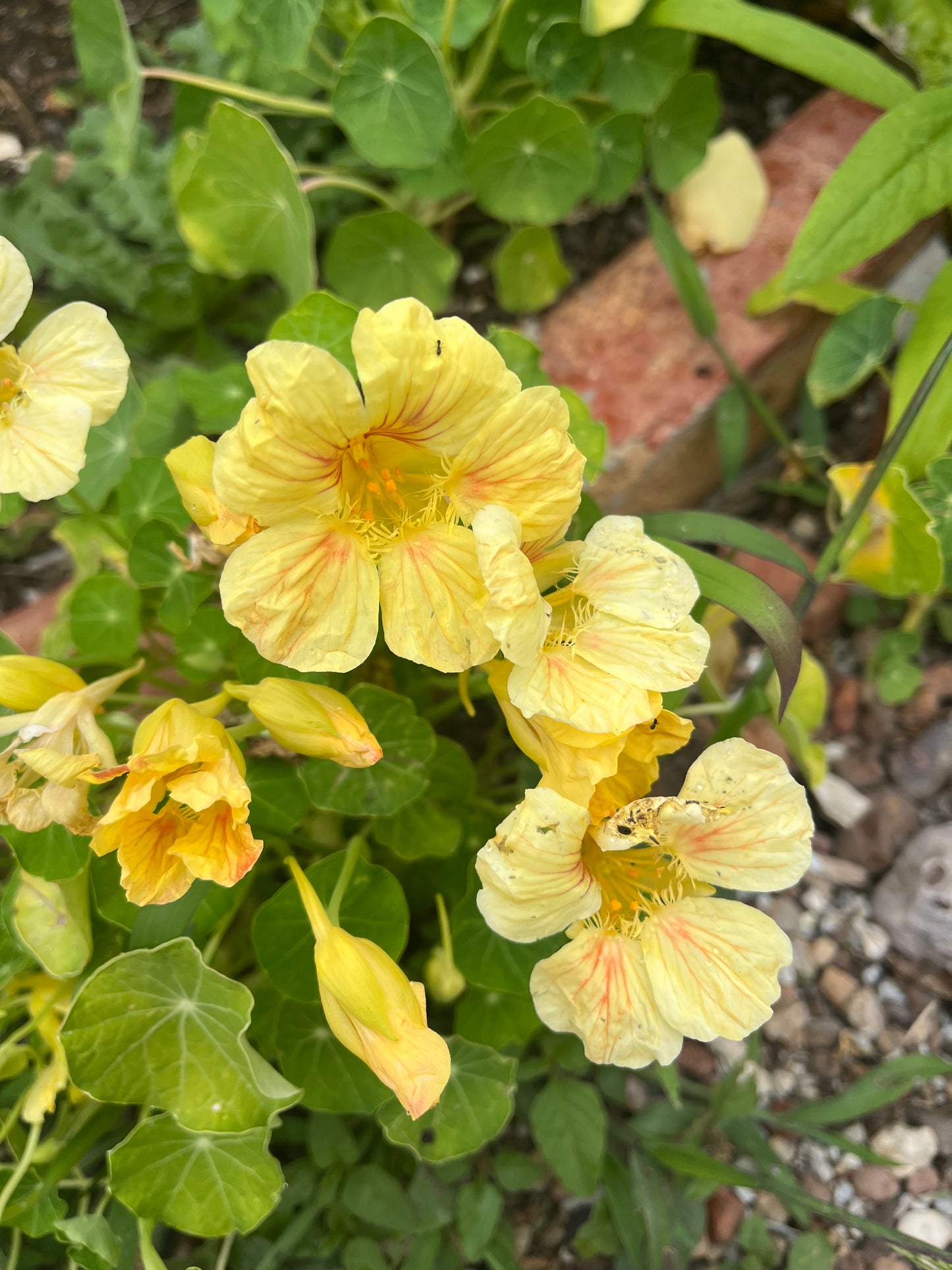 Yellow Nasturtium Seeds