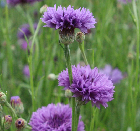 Mauve Cornflower Seeds