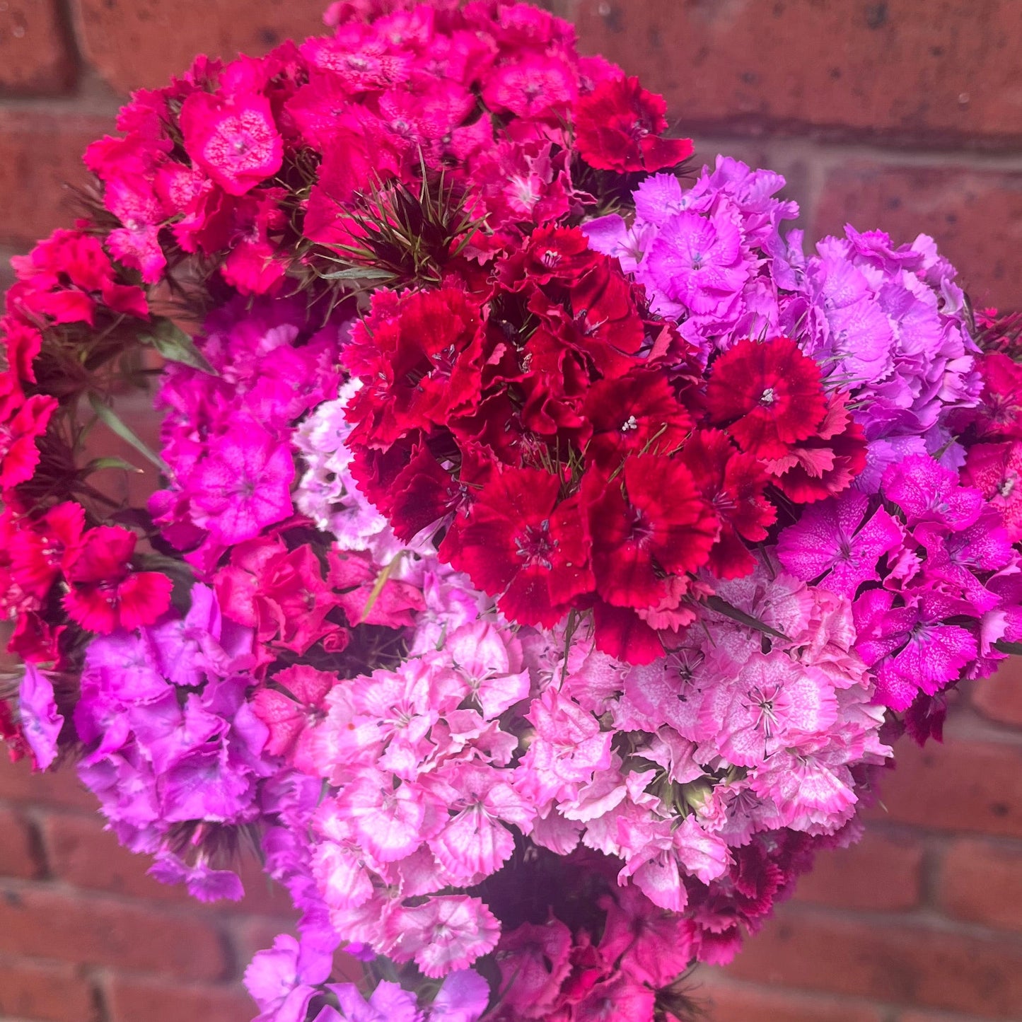 Mixed Sweet William Seeds ( Fragrant)