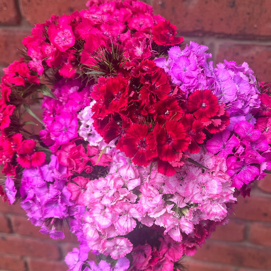Mixed Sweet William Seeds ( Fragrant)